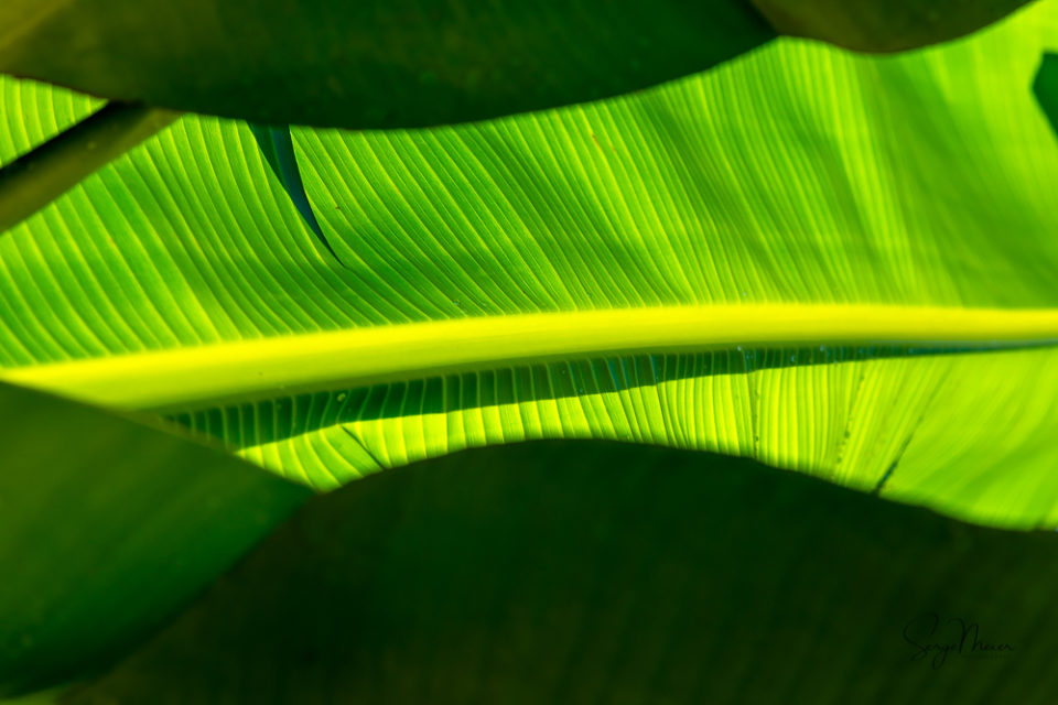 Jamaica Palm Leaves 3