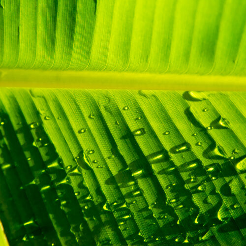 Jamaica Palm Leaves 4